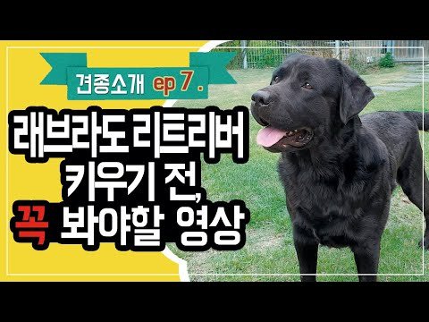 래브라도 리트리버 키우기전 꼭 봐야할 영상