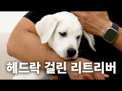 영상 내내 먹기만 함 | 견종백과 래브라도 리트리버편