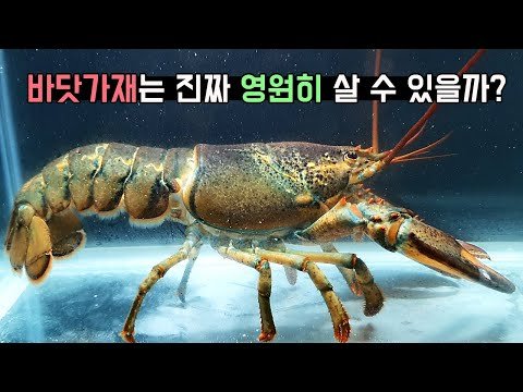 영원히 살 수 있는 바닷가재가 영원히 살 수 없는 이유! [TV생물도감]