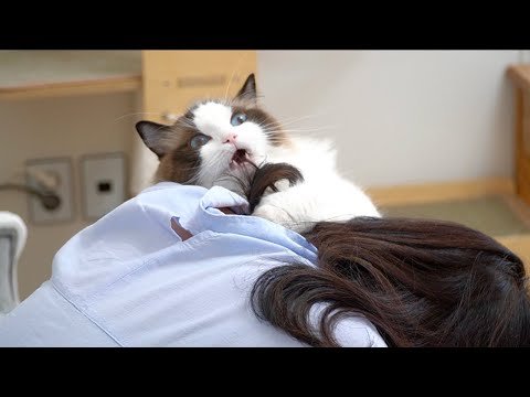 너도 맨날 나 괴롭혔잖아!!! 집사 복수의 날