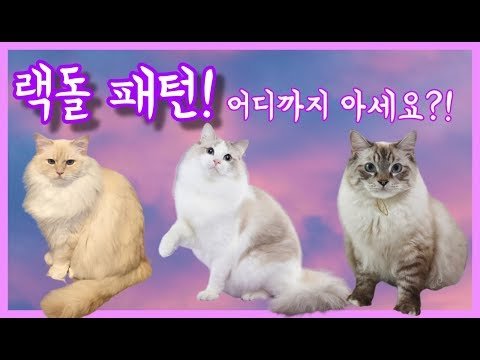 랙돌 패턴, 최초로 랙돌 고양이 패턴에서 색상까지 정리!!