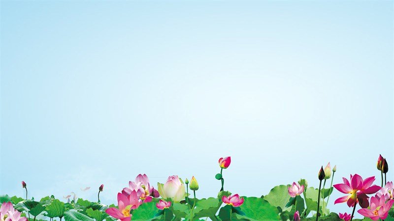 100+ Hình Nền, Ảnh Hoa Sen Đẹp Cho Powerpoint, Máy Tính, Điện Thoại