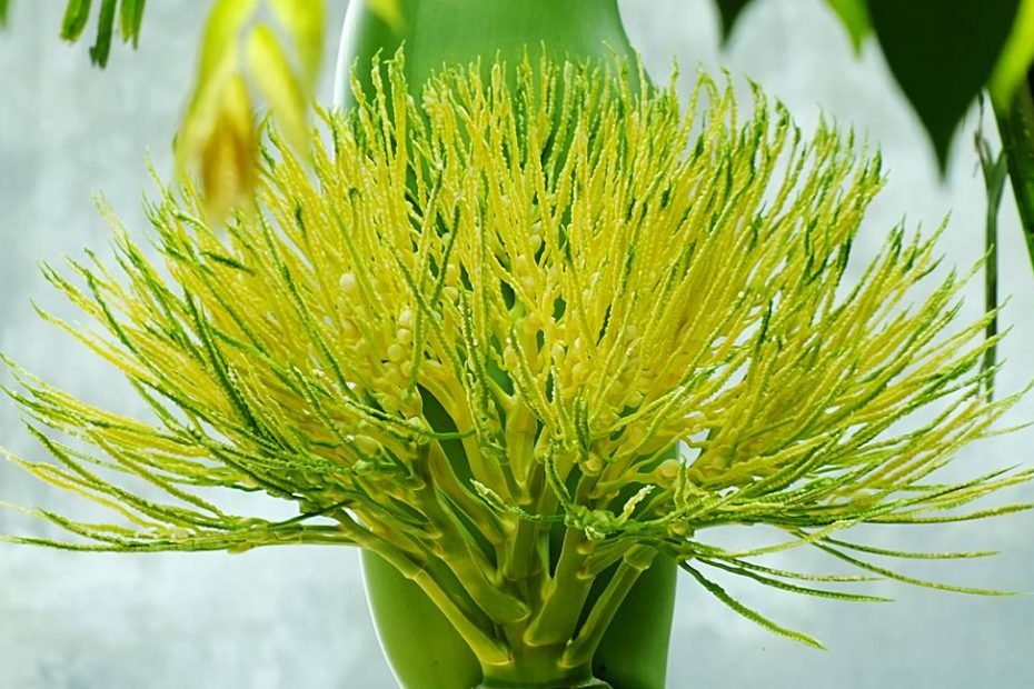Hoa Cau - Phật Giáo A Lưới