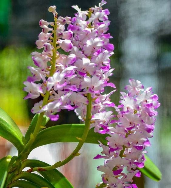 Bài 44 – Lan Hải Yến – Nguyễn Ngọc Hà – Dân Chơi Lan