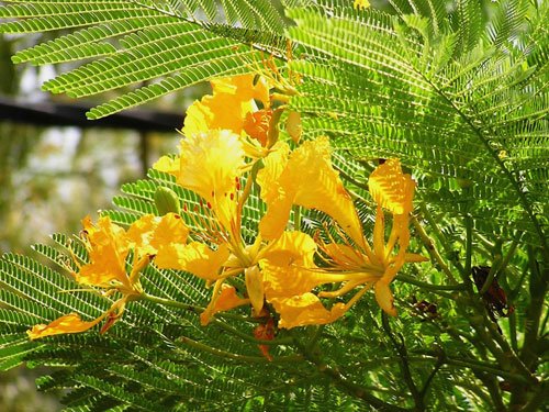 Sài Gòn Có Phượng Vĩ Hoa Vàng - Báo Người Lao Động