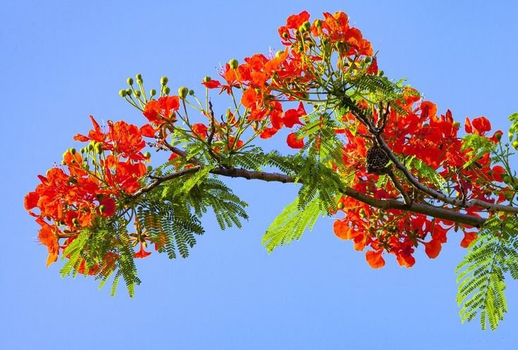 Hình Ảnh Hoa Phượng Đẹp Nhất | Hình Ảnh, Phượng Vĩ, Dép