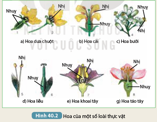 Phân Loại Hoa Đơn Tính Và Hoa Lưỡng Tính Trong Hình 40.2