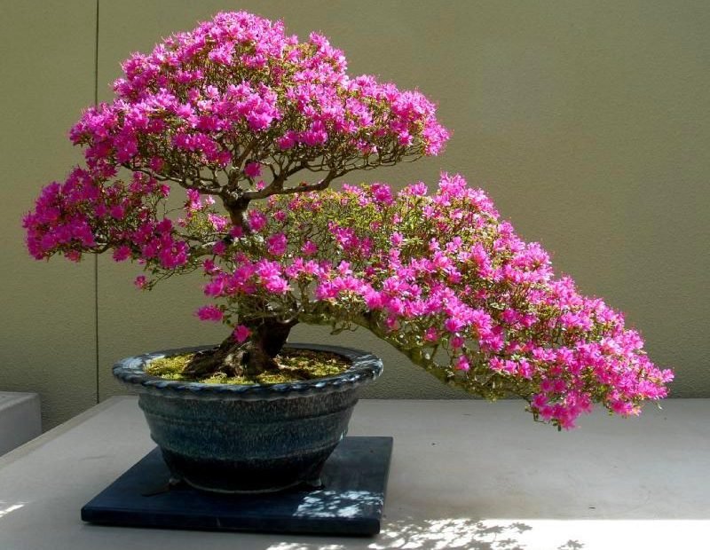 Hoa Giấy Leo Giàn Thì Rực Rỡ Rồi, Nhưng Tạo Thế Bonsai Vừa Đẹp Vừa Sang Mới  Là Lựa Chọn Lý Tưởng Cho Nhà Nhỏ Hẹp