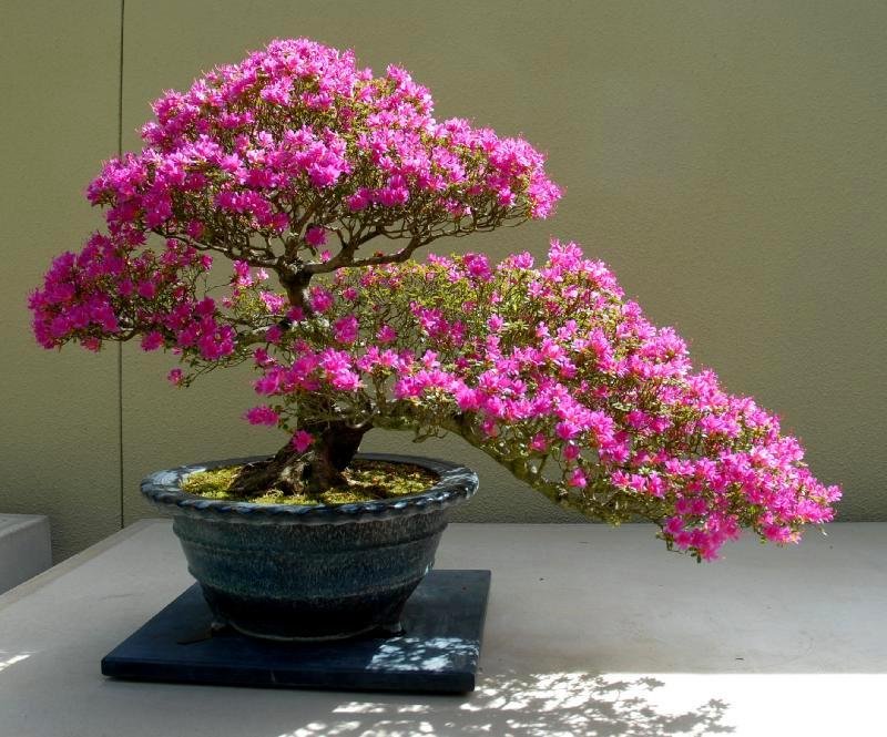 Hoa giấy leo giàn thì rực rỡ rồi, nhưng tạo thế bonsai vừa đẹp vừa sang mới là lựa chọn lý tưởng cho nhà nhỏ hẹp Hoa Giấy Leo Giàn Thì Rực Rỡ Rồi, Nhưng Tạo Thế Bonsai Vừa Đẹp Vừa Sang Mới Là Lựa Chọn Lý Tưởng Cho Nhà Nhỏ Hẹp