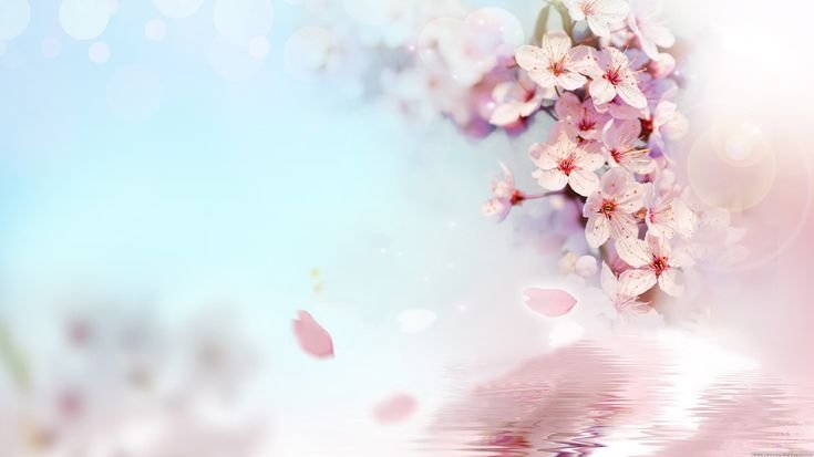 Hình Nền Hoa Đẹp Nhất P1 - Hình Nền Máy Tính Đẹp Nhất | Hình Nền Hoa, Hoa  Đạo, Hoa Đẹp