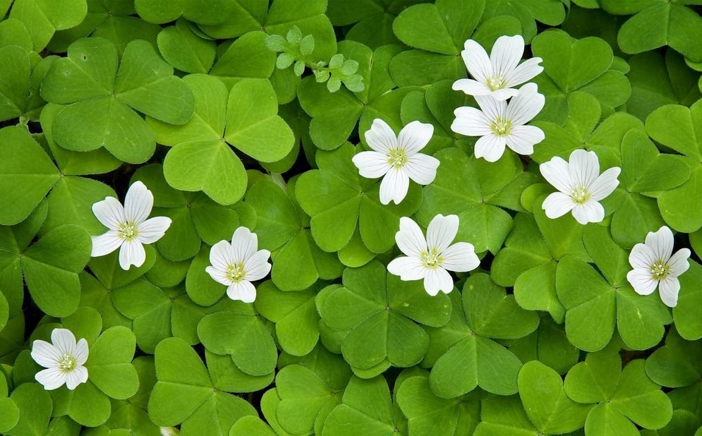 Ngập tràn may mắn với bộ hình nền cỏ 4 lá may mắn | Hình nền, Thực vật, Hình Ngập Tràn May Mắn Với Bộ Hình Nền Cỏ 4 Lá May Mắn | Hình Nền, Thực Vật, Hình