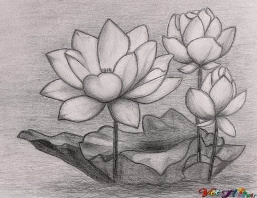 Lá, Hoa, Nụ Sen Bằng Bút Chì | Hình Vẽ Khuôn Mặt, Hình Xăm Hoa, Hoa Sen