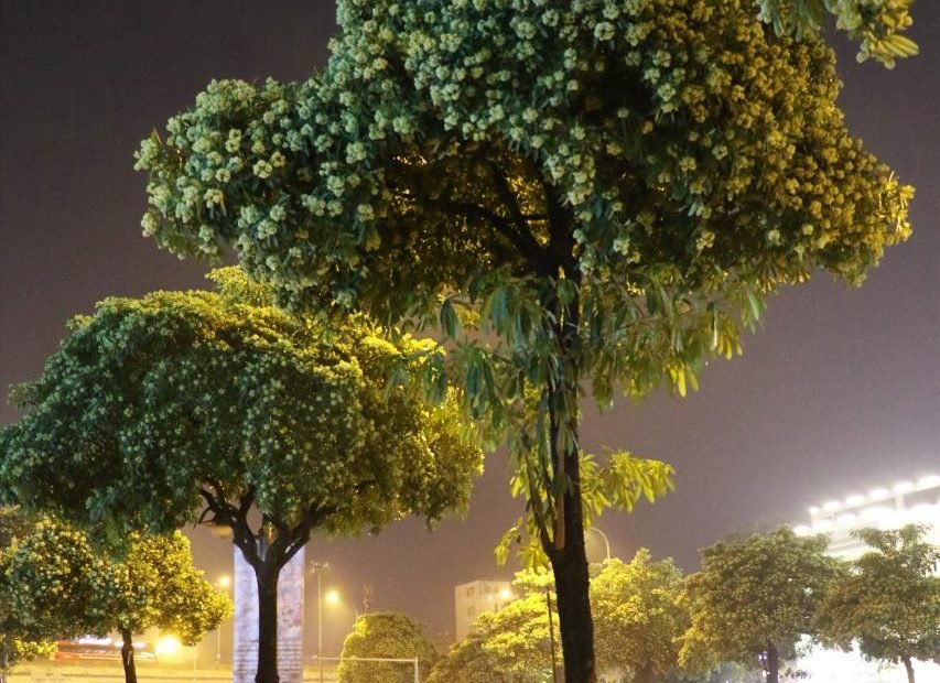 Nhớ Mùi Hoa Sữa Nồng Nàn Trên Phố