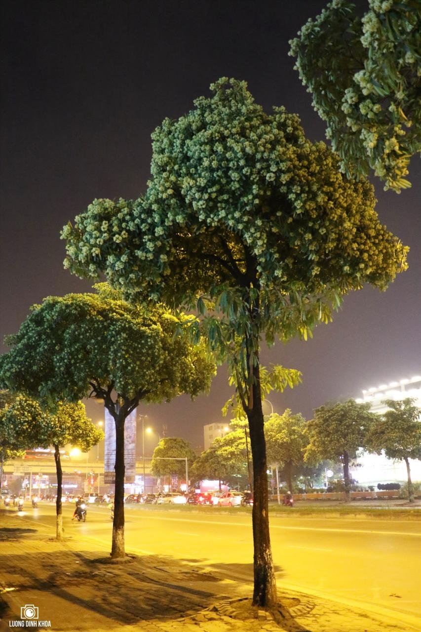 Nhớ mùi hoa sữa nồng nàn trên phố Nhớ Mùi Hoa Sữa Nồng Nàn Trên Phố