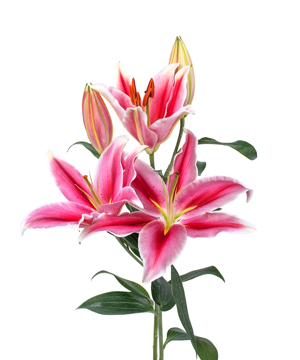 Lily Hồng Đậm (5 Cành) - Hoa Lẻ | Hoa Tươi Cắt Cành