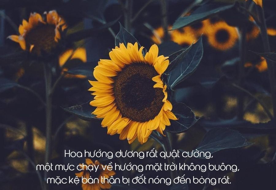 Những Câu Nói Mang Lại Cảm Xúc Về Hoa Hướng Dương Hay | Hoa Hướng Dương, Hình  Ảnh, Hoa
