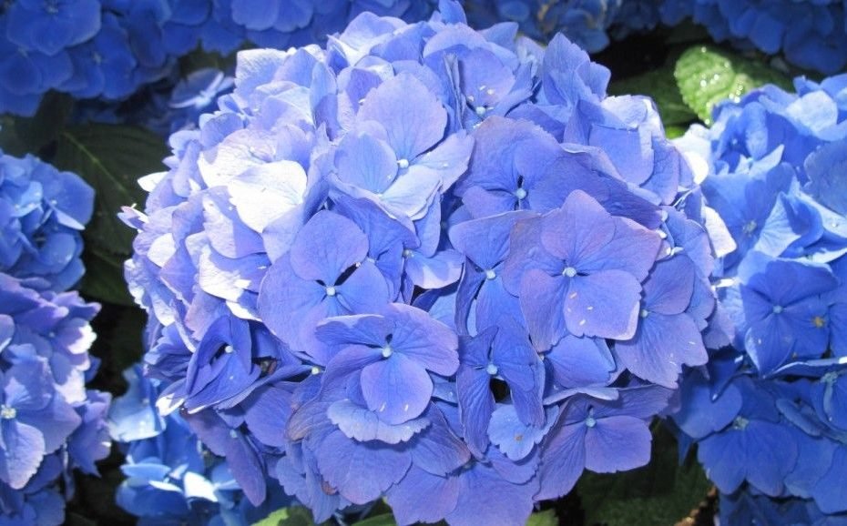 Tổng Hợp Ảnh Hoa Cẩm Tú Cầu Cực Đẹp | Cẩm Tú Cầu, Hydrangea, Hình Nền Hoa