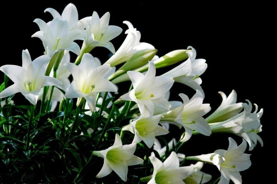 Hình Ảnh Hoa Loa Kèn Trắng Đẹp Nhất | Hoa Loa Kèn, Hoa, Hình Ảnh