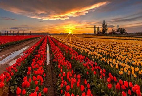 Những cánh đồng hoa tulip đẹp như tranh | Báo Dân trí Những Cánh Đồng Hoa Tulip Đẹp Như Tranh | Báo Dân Trí