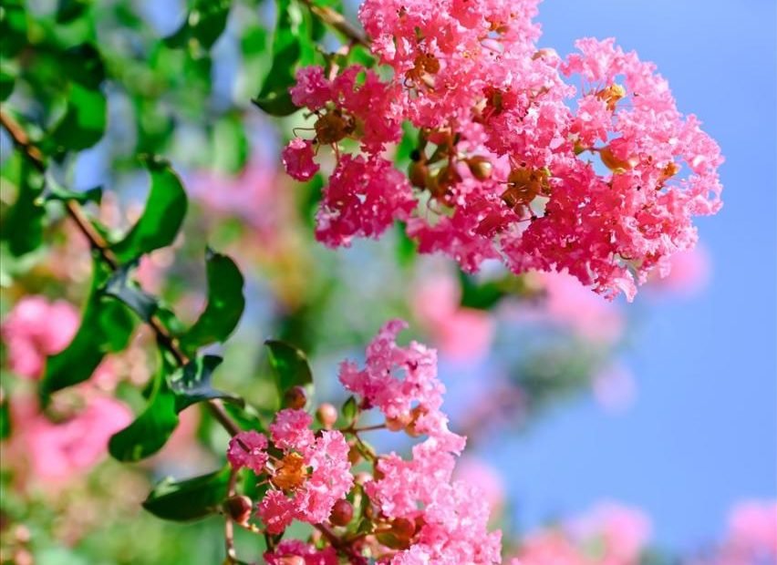 Rực Rỡ Con Đường Hoa Tường Vi Tại Hà Nội