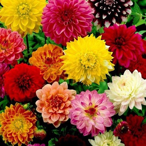 Hoa Thược Dược: Ngọn Lửa Lộng Lẫy Giữ Ấm Hạnh Phúc Gia Đình Ngày Tết