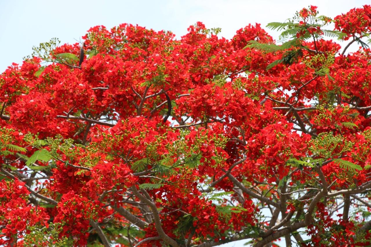 Đẹp ngỡ ngàng con đường hoa phượng đỏ rực ở miền Tây - Báo Người lao động Đẹp Ngỡ Ngàng Con Đường Hoa Phượng Đỏ Rực Ở Miền Tây - Báo Người Lao Động