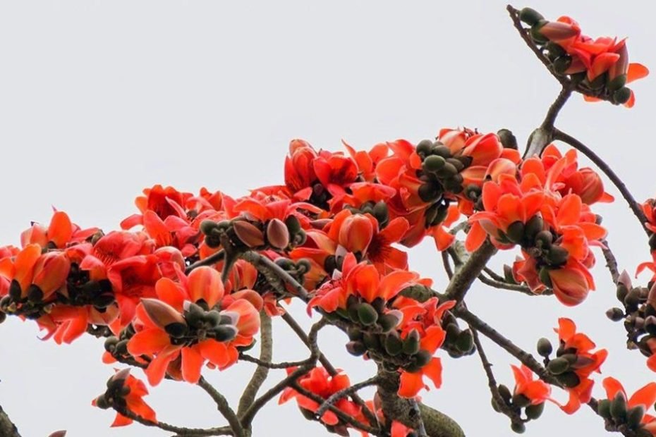 Hình Ảnh Hoa Gạo - Tổng Hợp Hình Ảnh Hoa Gạo Đẹp Nhất