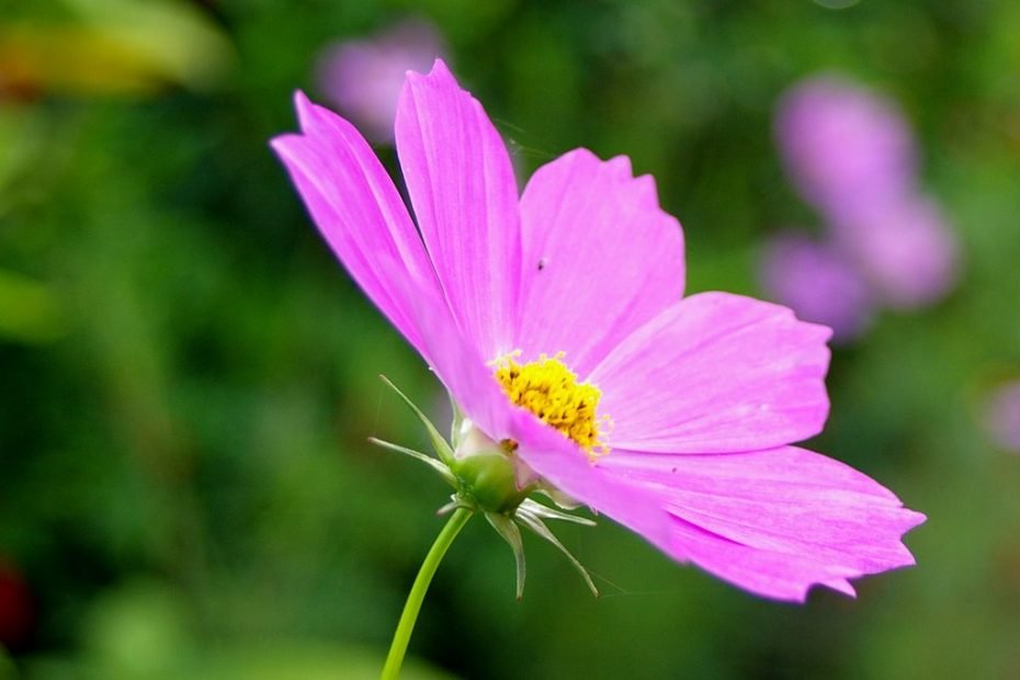 Những Hình Ảnh Hoa Cánh Bướm Tuyệt Đẹp Mà Bạn Không Thể Bỏ Qua