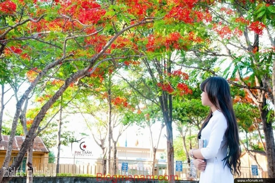 Hình Ảnh Đẹp Về Hoa Phượng Vĩ Đỏ Thắm Sân Trường | Duongtin24H