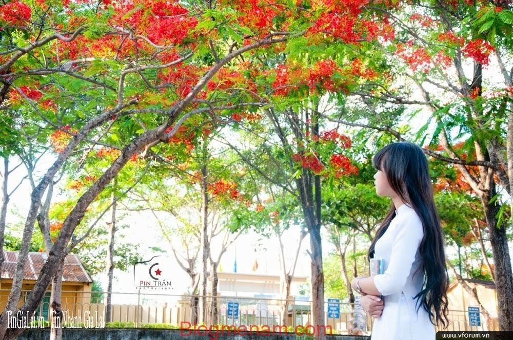 Hình ảnh đẹp về hoa phượng vĩ đỏ thắm sân trường | Duongtin24h Hình Ảnh Đẹp Về Hoa Phượng Vĩ Đỏ Thắm Sân Trường | Duongtin24H