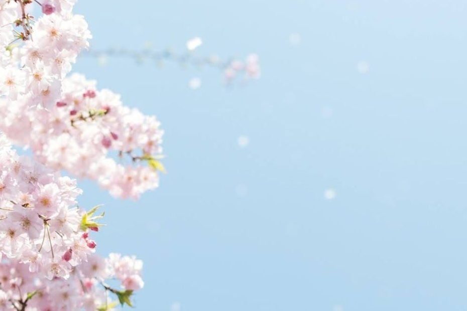 Hoa Anh Đào Rơi Giữa Bầu Trời Xanh | Hoa Anh Đào, Bầu Trời, Anh Đào