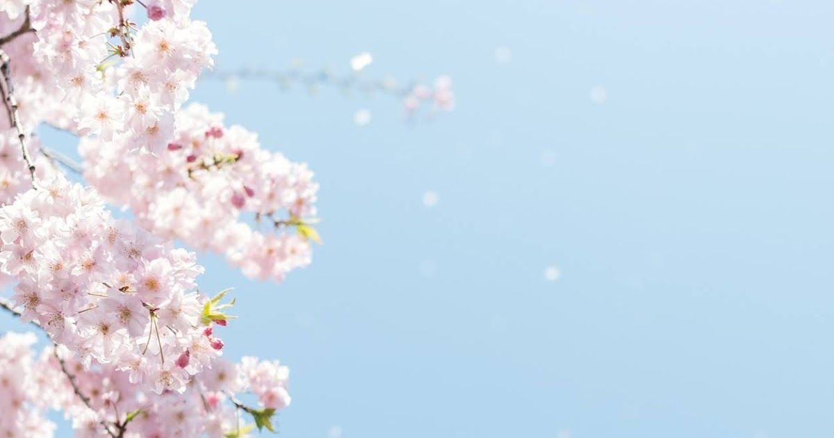 Hoa anh đào rơi giữa bầu trời xanh | Hoa anh đào, Bầu trời, Anh đào Hoa Anh Đào Rơi Giữa Bầu Trời Xanh | Hoa Anh Đào, Bầu Trời, Anh Đào