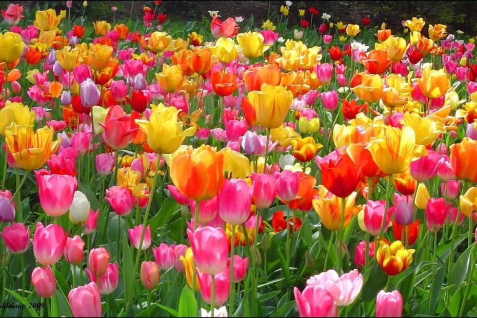 30+ Hình Ảnh Hoa Tulip Đẹp Nhất Làm Ảnh Nền Máy Tính Và Điện Thoại | Hoa  Tulip, Hoa Xuân, Hình Ảnh