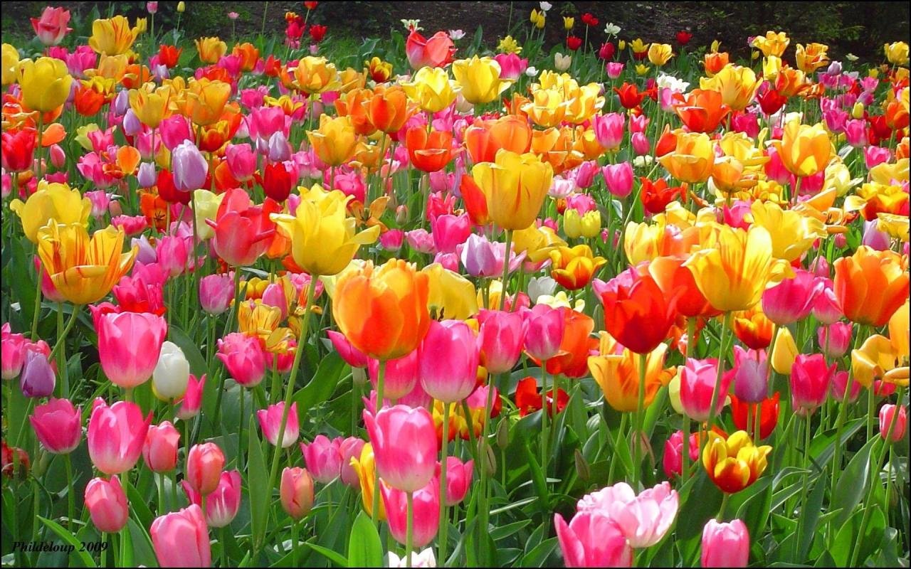 30+ Hình Ảnh Hoa Tulip Đẹp Nhất Làm Ảnh Nền Máy Tính Và Điện Thoại | Hoa  Tulip, Hoa Xuân, Hình Ảnh
