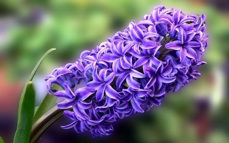 Hoa Tiên Ông (Dạ Lan Hương): Ý Nghĩa, Công Dụng, Cách Trồng