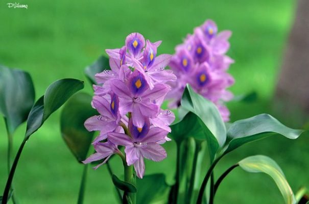 Hoa Lục Bình: 19 Hình Ảnh Đẹp Và Ý Nghĩa Của Nó