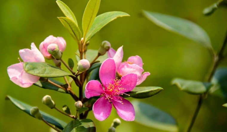 Cây Sim: Ý Nghĩa, Hình Ảnh, Cách Trồng, Chăm Sóc Tại Nhà