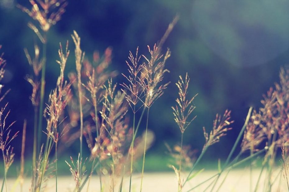 Tháng 8 Gọi Tuổi Thơ Về Trên Triền Đê Ngập Tràn Hoa Cỏ May » Báo Phụ Nữ  Việt Nam