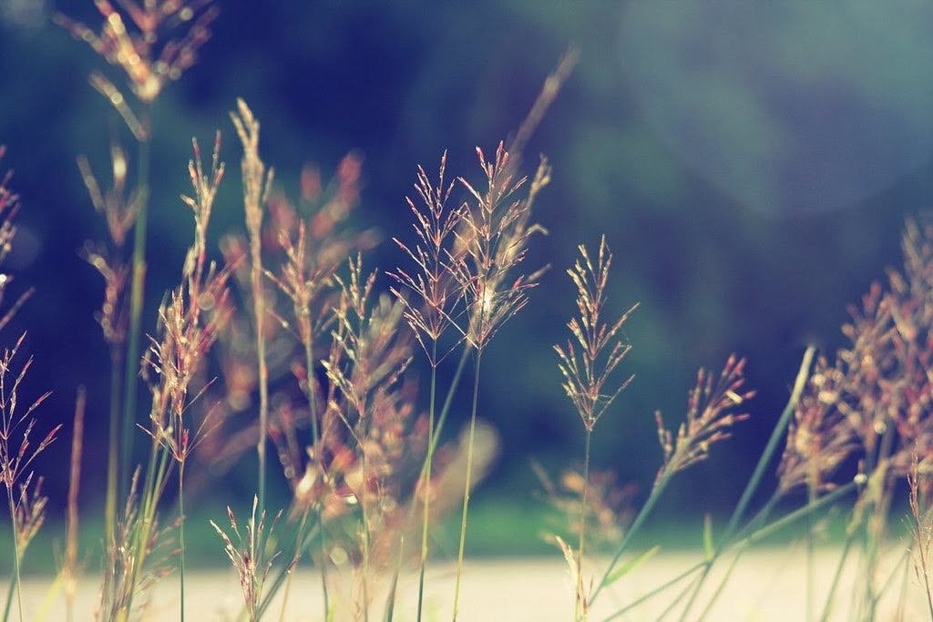 Tháng 8 Gọi Tuổi Thơ Về Trên Triền Đê Ngập Tràn Hoa Cỏ May » Báo Phụ Nữ  Việt Nam