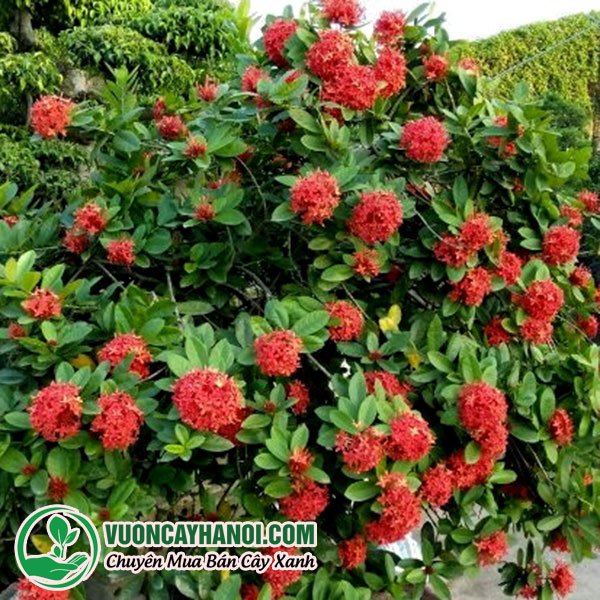 Cây Hoa Mẫu Đơn ( Cây Trang Đỏ ) Cây Phong Thủy Đẹp
