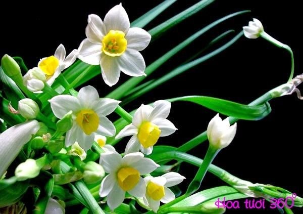 Những Hình Ảnh Đẹp Nhất Về Hoa Thủy Tiên | Hoa Tươi 360O | Thủy Tiên, Hoa,  Hoa Tươi