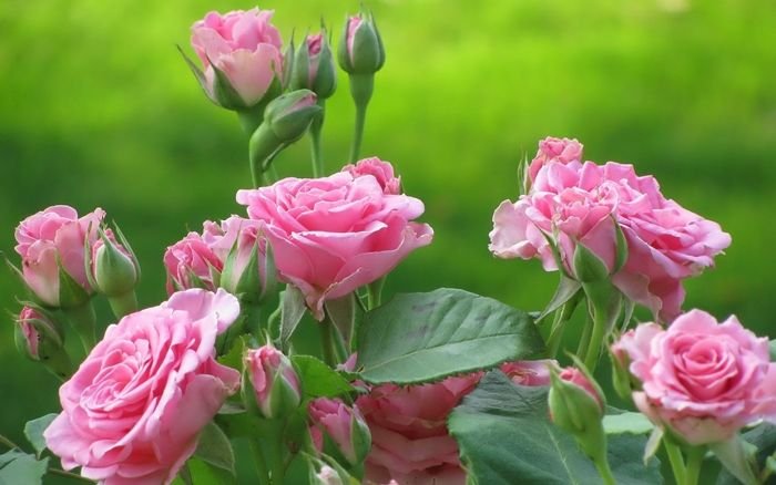 Tuyển Tập Hình Ảnh Vườn Hoa Hồng Đẹp Rực Rỡ Và Lãng Mạn 1 | Hoa, Hoa Hồng, Hoa  Hồng Đẹp