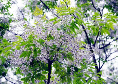 Hoa Xoan - Hình Ảnh Và Ý Nghĩa Của Hoa Xoan Tím | Misshoa