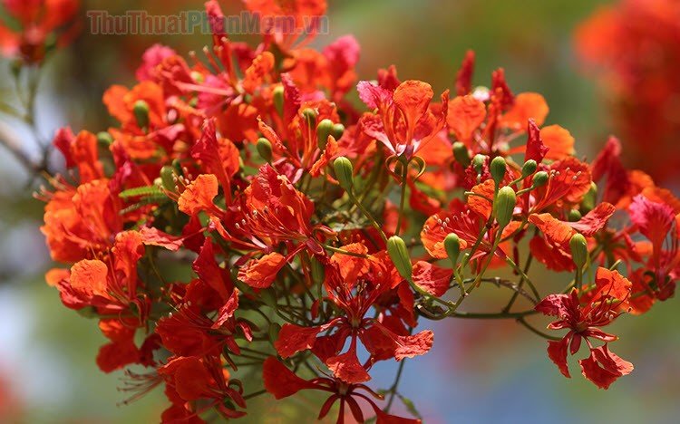 Hình Ảnh Đẹp Về Hoa Phượng Vĩ Đỏ Tuyệt Đẹp