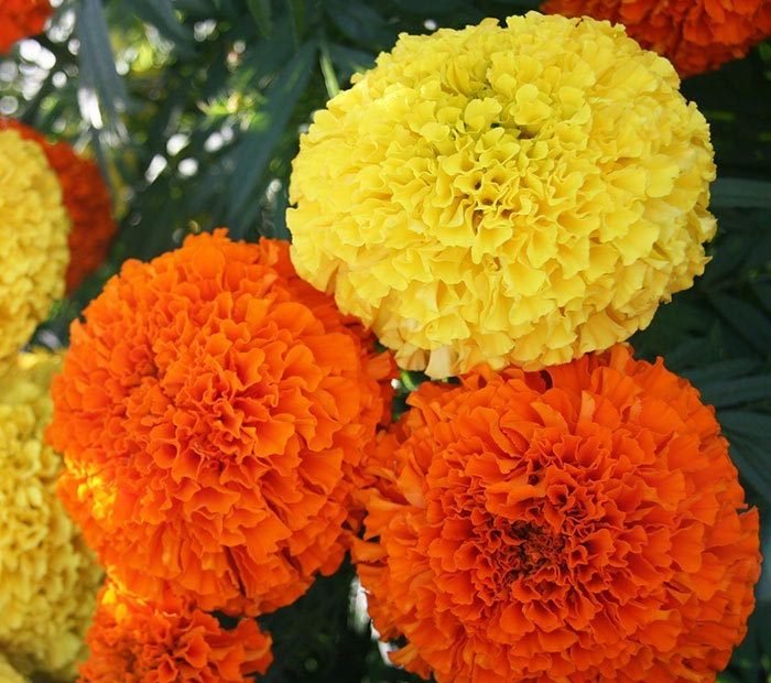 Hoa Cúc Vạn Thọ Và Những Điều Bạn Muốn Biết