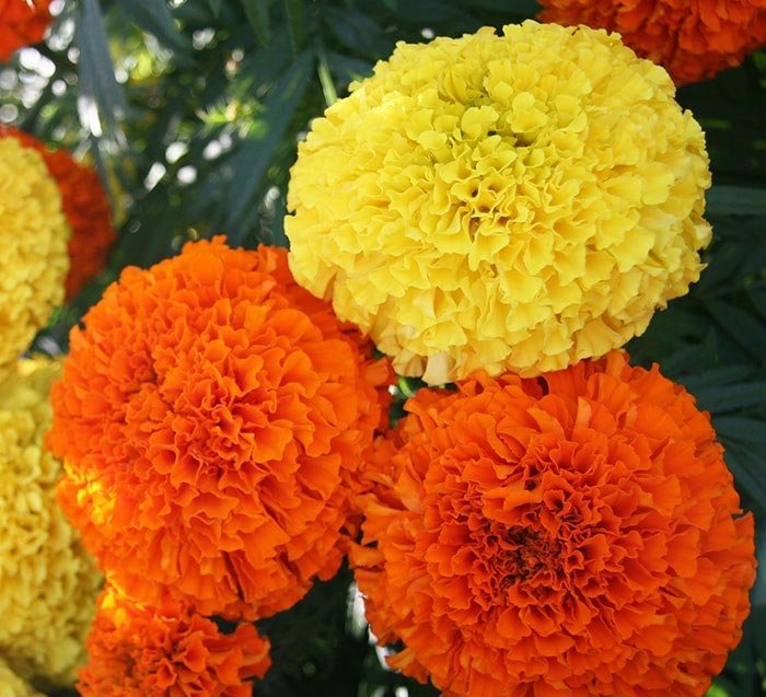 Hoa cúc vạn thọ và những điều bạn muốn biết Hoa Cúc Vạn Thọ Và Những Điều Bạn Muốn Biết
