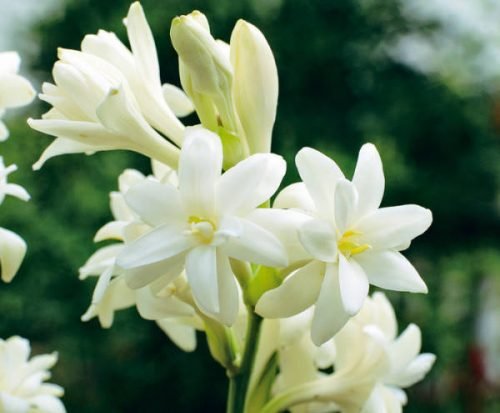 Hoa Huệ - Những Hình Ảnh Và Ý Nghĩa Cây Hoa Huệ - Misshoa