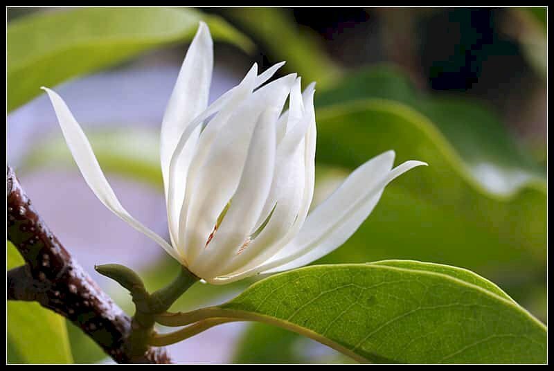 Top 101 Hình Ảnh Hoa Ngọc Lan Trắng Đẹp Nhất