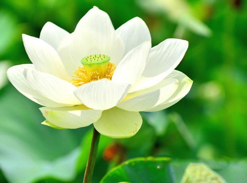80+ Ảnh Hoa Sen Đẹp Tuyệt Trần, Tỏa Hương Giữa Đất Trời