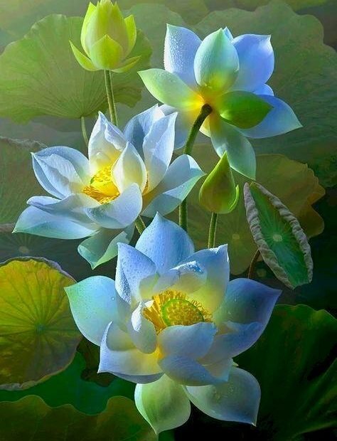 Top 101 Hình Ảnh Hoa Sen Xanh Đẹp Nhất